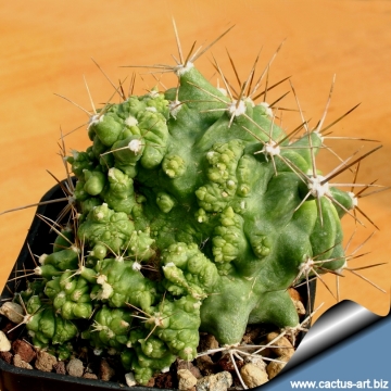 3818 cactus-art Cactus Art