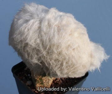 3851 valentino Valentino Vallicelli