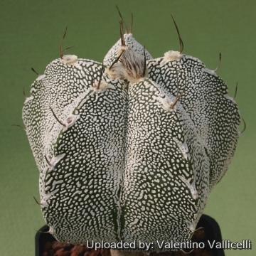 9796 valentino Valentino Vallicelli