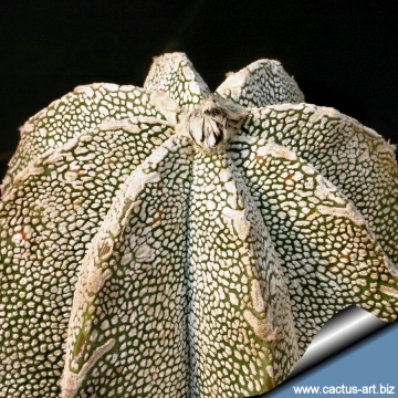 9797 cactus-art Cactus Art
