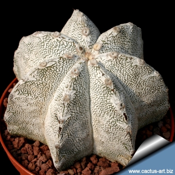 9798 cactus-art Cactus Art