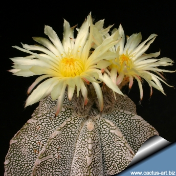 9800 cactus-art Cactus Art