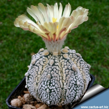 15111 cactus-art Cactus Art