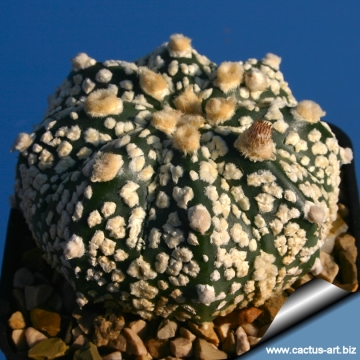 15112 cactus-art Cactus Art