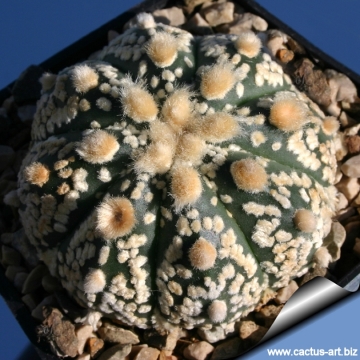 15102 cactus-art Cactus Art