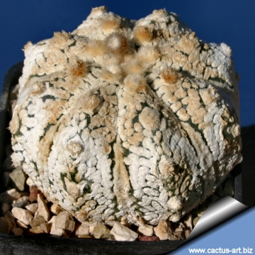 15103 cactus-art Cactus Art