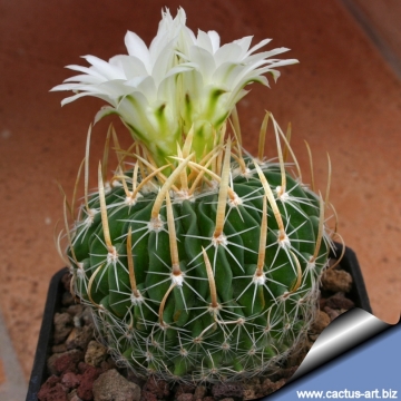 3881 cactus-art Cactus Art