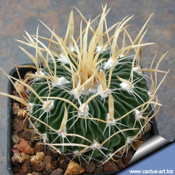 3882 cactus-art Cactus Art