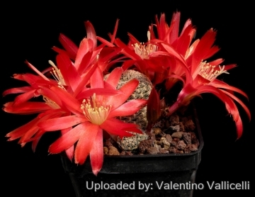 3899 valentino Valentino Vallicelli