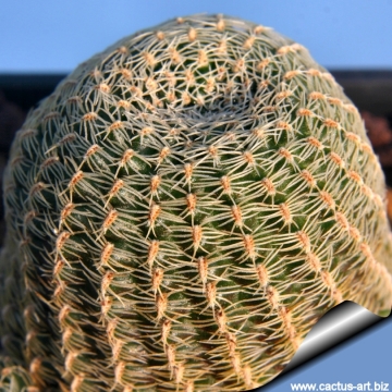 3903 cactus-art Cactus Art