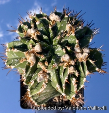 14999 valentino Valentino Vallicelli