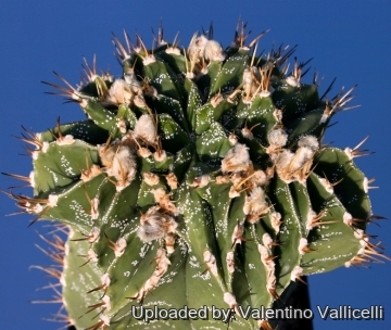 15000 valentino Valentino Vallicelli