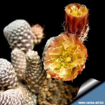 1074 cactus-art Cactus Art