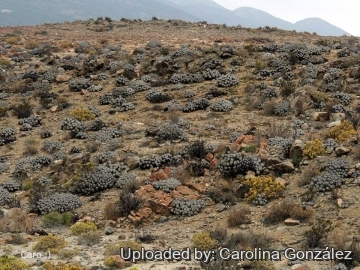 26258 carolina Carolina González