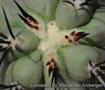 27756 alexander Alexander Arzberger