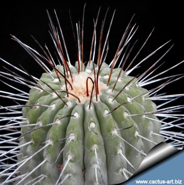 9890 cactus-art Cactus Art