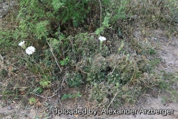 28022 alexander Alexander Arzberger