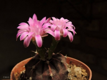 23835 carolina Carolina González