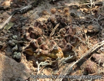 27313 alexander Alexander Arzberger