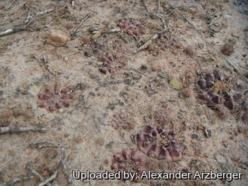 28031 alexander Alexander Arzberger