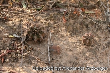 28036 alexander Alexander Arzberger