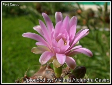 21541 viviana Viviana Alejandra Castro
