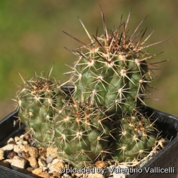 18282 valentino Valentino Vallicelli