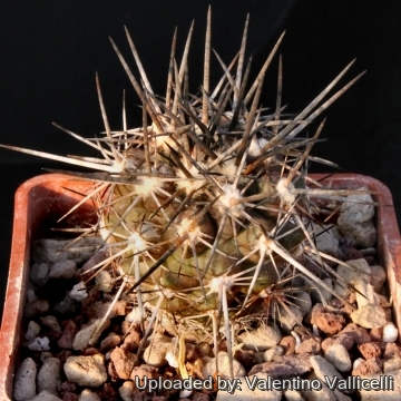 4919 valentino Valentino Vallicelli