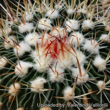 14027 valentino Valentino Vallicelli