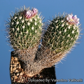 14028 valentino Valentino Vallicelli