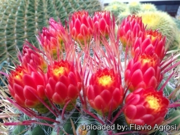 22341 flavio Flavio Agrosi