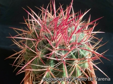 26068 paolo Paolo Di Varena