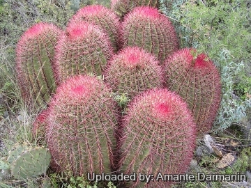 28925 amante Amante Darmanin