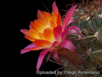 26436 diegoe Diego Armentano