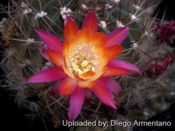 26437 diegoe Diego Armentano