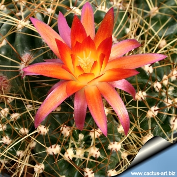 4325 cactus-art Cactus Art