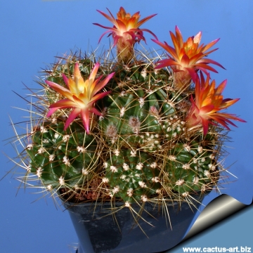 4326 cactus-art Cactus Art