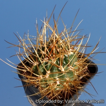 4323 valentino Valentino Vallicelli