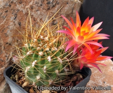 8703 valentino Valentino Vallicelli