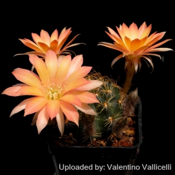 12455 valentino Valentino Vallicelli