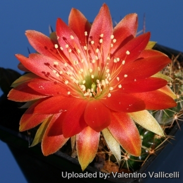 12457 valentino Valentino Vallicelli