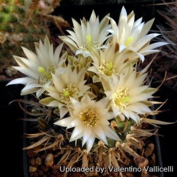 6804 valentino Valentino Vallicelli