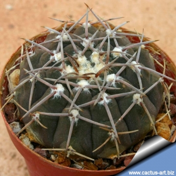 8073 cactus-art Cactus Art