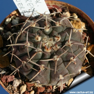 8076 cactus-art Cactus Art