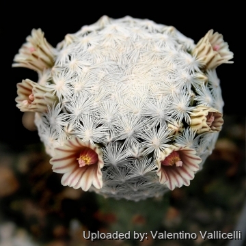 5928 valentino Valentino Vallicelli