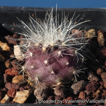 26637 valentino Valentino Vallicelli