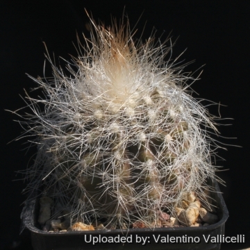 15468 valentino Valentino Vallicelli