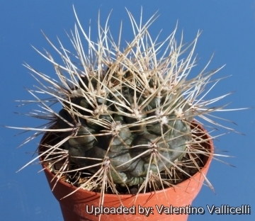 4709 valentino Valentino Vallicelli