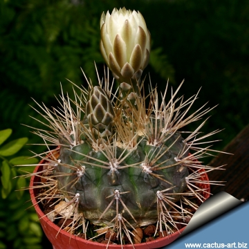 4714 cactus-art Cactus Art