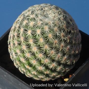 17020 valentino Valentino Vallicelli
